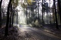 Foggy road