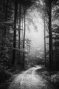 Foggy road in the dark, misty forest at late autumn. Wesather, nature background concept Royalty Free Stock Photo