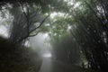 Foggy road flanked by trees