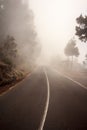 Foggy road in forest, street in misty forest Royalty Free Stock Photo