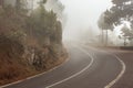 Foggy road in forest, street in misty forest Royalty Free Stock Photo
