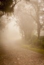 Foggy road in Paranapiacaba, Brazil