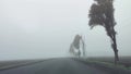 Foggy road and road markings. Horizontal image. Bad visibility