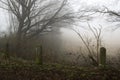 Foggy road and trees. Early morning landscape, winter,