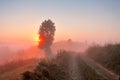 Foggy rural scene. Dirt road at misty morning Royalty Free Stock Photo