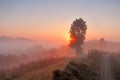 Foggy rural scene. Dirt road at misty morning Royalty Free Stock Photo