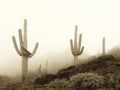 Foggy Saguaros in Sepia