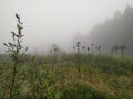 Foggy scene in the woods