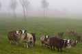 Foggy sheep