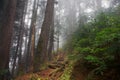 Foggy shot in the forest of Mount Seymour, British Columbia, Canada