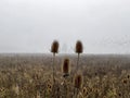 A foggy silhouetted tree framed of two plants at a foggy field with blurry birds in the sky, typical autumn mood morning Royalty Free Stock Photo