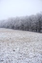 Foggy skies over snow frosted trees and fallow field