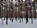 Foggy and snowy winter scene. In the forest Royalty Free Stock Photo