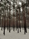 Foggy and snowy winter scene. In the forest Royalty Free Stock Photo