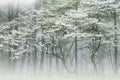 Spring Dogwoods in Fog