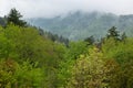 Spring Forest in Fog Great Smoky Mountains Royalty Free Stock Photo