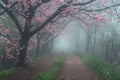Foggy springtime alley with vibrant cherry blossoms creating a picturesque canopy
