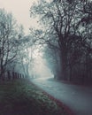 Foggy street between leafless trees