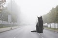 Foggy Street Transformed by Giant Black Cat Photomontage