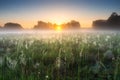 Foggy summer dawn. Mist over green meadow with wet spider web. Royalty Free Stock Photo