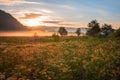 Foggy summer landscape, sun is rising over the golden sunny dewy meadow