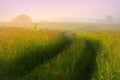 Foggy summer morning in Lithuania . Very nice meadow, winding road.