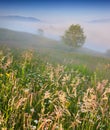 Foggy summer morning in mountains.