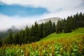 Foggy summer mountain landscape Royalty Free Stock Photo