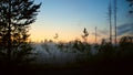 Foggy summer night in Vasterbotten, northern Sweden