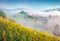 Foggy summer view of Carpathian Mountains with field ob blooming flowers.