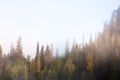 Foggy summery morning on hillside taiga forest with candle-like spruce trees