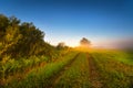 Foggy sunny morning on the summer field. Misty panorama. Royalty Free Stock Photo