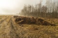 Steaming manure heap.