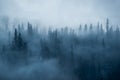 Foggy Sunrise in the Boreal Forest Royalty Free Stock Photo