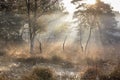 Foggy sunrise on forest swamp