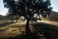 Foggy sunrise in the holm oak forest Royalty Free Stock Photo