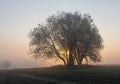 The foggy sunrise morning over the field. Royalty Free Stock Photo