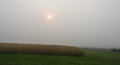 Foggy morning sunrise over upstate NY crop field Royalty Free Stock Photo