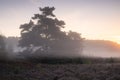 Foggy sunrise over meadow with pine tree Royalty Free Stock Photo