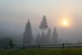 Foggy sunrise over mountain meadow and spruce trees. Carpathians. Royalty Free Stock Photo