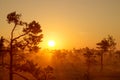 Foggy sunrise in pine taiga Royalty Free Stock Photo
