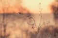 Foggy Sunrise sunset Autumn grass. Morning frost. Late fall colors. First Morning freeze Royalty Free Stock Photo