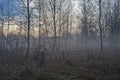 Foggy landscape with creepy forest and swamp Royalty Free Stock Photo