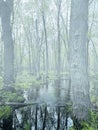 Foggy Swamp with Old Trees Royalty Free Stock Photo