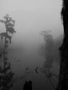 Foggy swamp Royalty Free Stock Photo