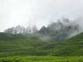 Foggy tea garden Royalty Free Stock Photo