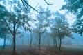 Foggy tree in the forest. dark Weather