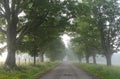 Foggy, tree lined road Royalty Free Stock Photo