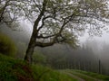 Foggy tree