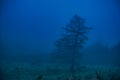 Foggy tree on mountain at dusk